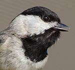 Carolina Chickadee