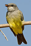 Cassin's Kingbird