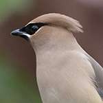 Cedar Waxwing