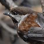 Chestnut-backed_Chickadee