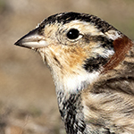 Chestnut-collared Longspur Photo
