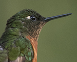 Chestnut-breasted Coronet