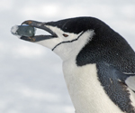 Chinstrap Penguin