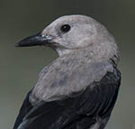 Clark's Nutcracker