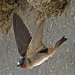 Cliff Swallow