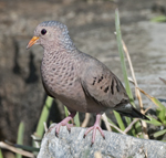 Common_Ground Dove