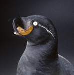 Crested Auklet