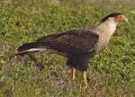 Crested Caracara