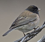 Dark-eyed Junco