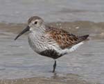 Dunlin
