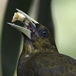 Dusky-green Oropendola