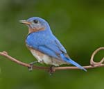 Eastern Bluebird