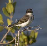 Eastern Kingbird