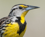 Eastern Meadowlark
