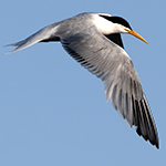 Elegant Tern