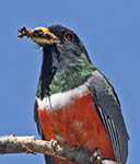 Elegant Trogon
