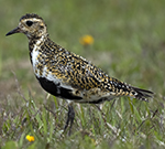 European Golden-Plover Photo