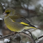 European Greenfinch Photo