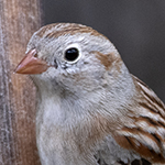 Field Sparrow
