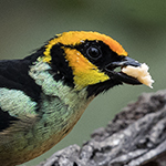 Flame-faced Tanager