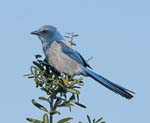 Florida Scrub-Jay