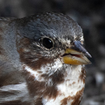 Fox Sparrow