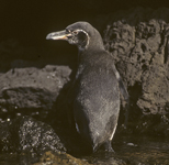 Galapagos penguin