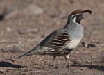 Gambels Quail
