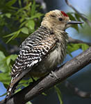 Gila Woodpecker