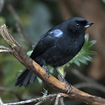 Glossy Flowerpiercer