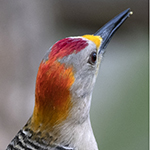 Golden-fronted Woodpecker