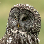 Great Gray Owl