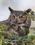 Great Horned Owl