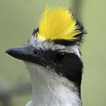 Great Kiskadee