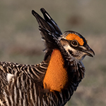 Greater Prairie-Chicken