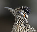 Greater Roadrunner