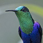 Green-crowned Woodnymph