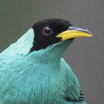 Green Honeycreeper