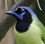 Green Jay