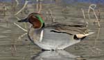 Green-winged Teal