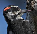 Hairy Woodpecker
