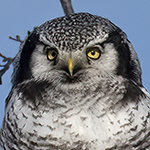 Hawk Owl