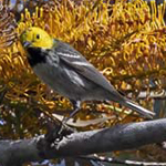 Hermit Warbler Photo