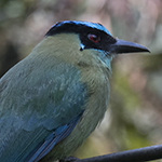 Highland Motmot