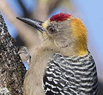 Hoffman's Woodpecker