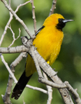 Hooded Oriole