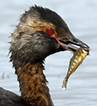 Horned Grebe