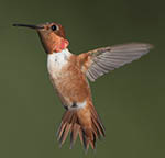 Himmingbirds San Diego