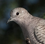 Inca Dove