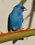 Indigo Bunting
